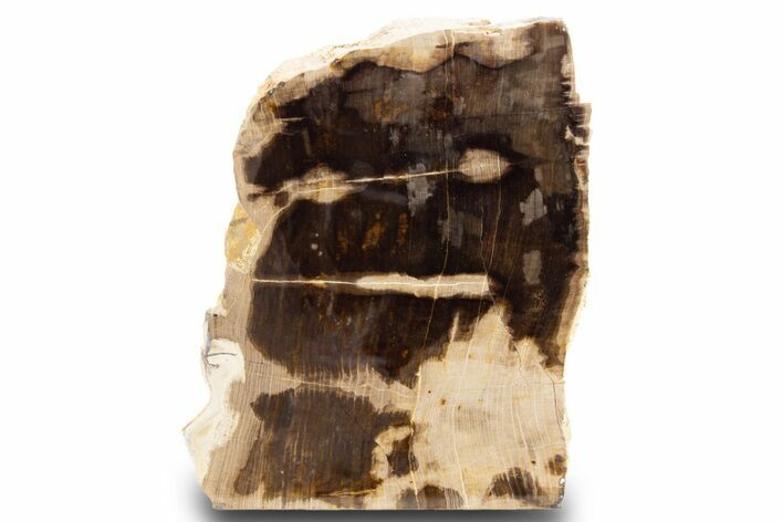 Polished, Petrified Wood (Metasequoia) Stand Up - Oregon #302943